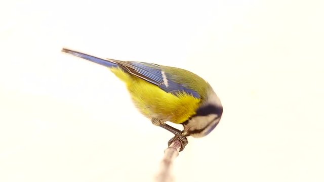 Eurasian Blue Tit (Cyanistes caeruleus) pecks to a sunflower seed isolations on a white  screen