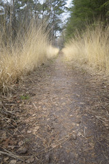 Golden grass growing beside the path way in pine forest