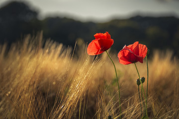 Red poppies catching the last golden sunlight in a wheat field - obrazy, fototapety, plakaty