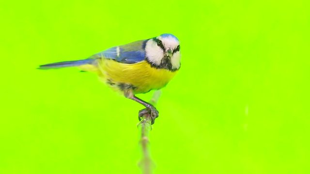 Eurasian Blue Tit (Cyanistes caeruleus) pecks to a sunflower seed isolations on a white  screen