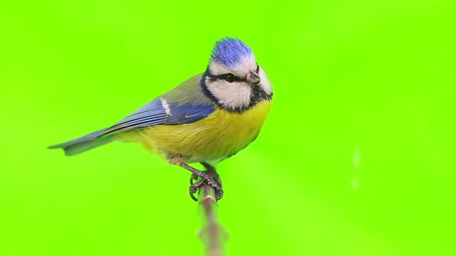 Eurasian Blue Tit (Cyanistes caeruleus) pecks to a sunflower seed isolations on a white  screen
