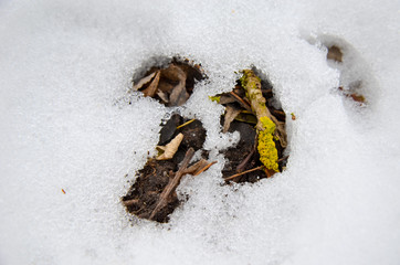 Yellow moss with layer of snow and leaves as background