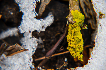 Yellow moss with layer of snow and leaves as background