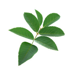 Fototapeta premium Fresh rose leaves isolate on white background