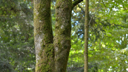 Baum im Schatten