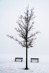 Tree and Benches in the Snow