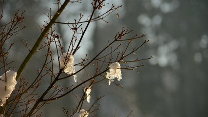Eiszapfen an Ast