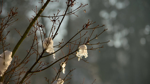 Eiszapfen an Ast