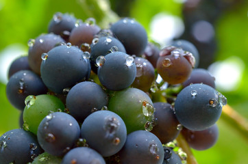 Wassertropfen auf Weintrauben