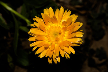 Beautiful Yellow flower closeup.