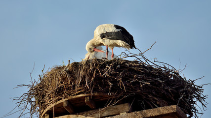 Storch im Nest