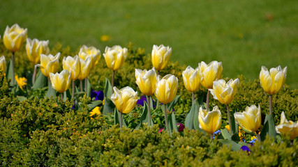 Tulpen im Park