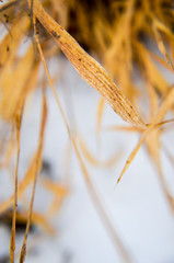 dry plants in snow, meadow winter