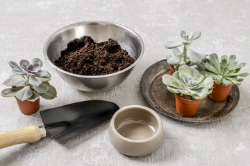 Planting succulents plants