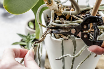 Cutting orchid roots - obrazy, fototapety, plakaty