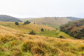 Scenic path in Horton Plains
