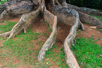 Big roots above the surface