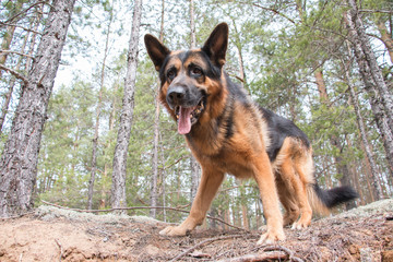 Dog german shepherd in the forest