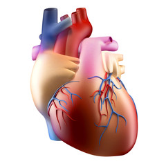 Anatomy of Human Heart Soft Concept 3D illustration