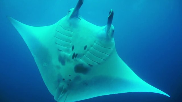 A manta ray, Manta birostris