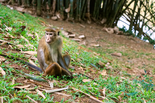 Sri-Lankan toque macaque