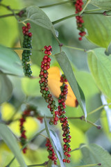 fresh green and red peppercorns with leaf isolated on branch.
