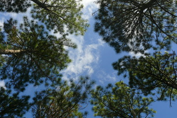 pine trees, florianópolis, brazil