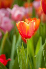 Full bloomed red and pink tulips