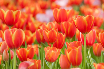 Full bloomed red and pink tulips