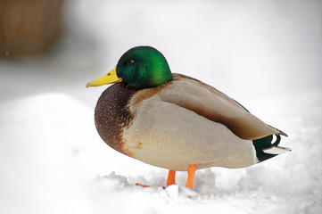 Mallard Duck. Drake