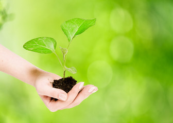 plant in hands  with abstract blurred foliage