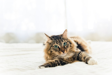 Grey cat lying on bed