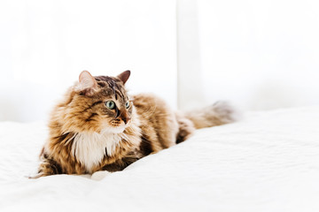 Grey cat lying on bed
