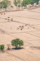 Cows and Oxen on a dried field No.2