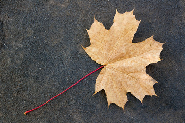 Autumn leaf, green, yellow and orange color, isolated on dark ce