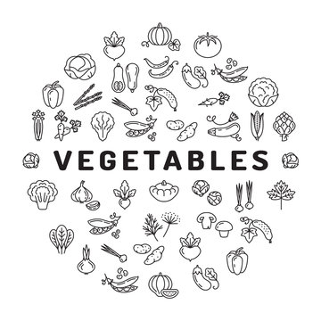 Vegetable icon circle infographics, veggies. Mega collection of isolated vegetables symbols. Thin line icons - tomato salad carrot broccoli cabbage peppers spinach zucchini herbs and etc. Vector