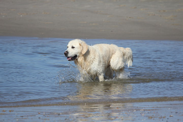 Retriever