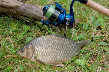 One crucian fish on green grass. Catching freshwater fish and fi