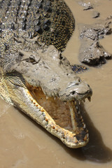 Close up of a Saltwater crocodile with open mouth on the river bank, Adelaide River, Australia