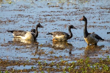 Family of Magpie goose at a billabong, Yellow Water, Kakadu National Park, Australia