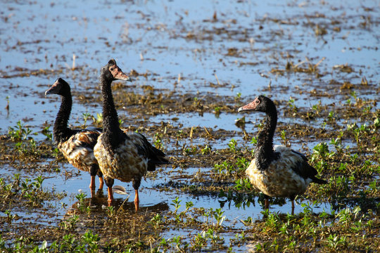 Family of Magpie goose at a billabong, Yellow Water, Kakadu National Park, Australia