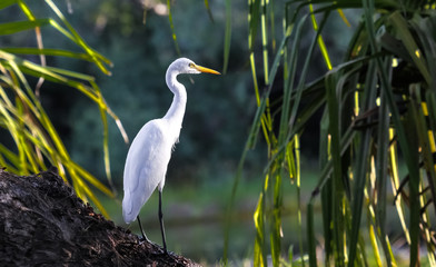Fototapeta premium Great egret in the wetland, Yellow Water, Kakadu National Park, Australia