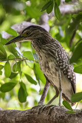 Close up of a Rufous night heron, Yellow Water, Kakadu National Park, Australia