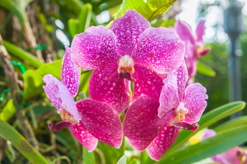 Group of moth orchids fully bloom in a wild