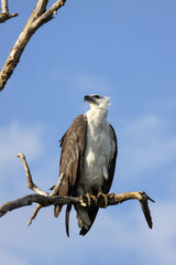 Close up of an White bellied sea eagle,Y ellow Water, Kakadu National Park, Australia
