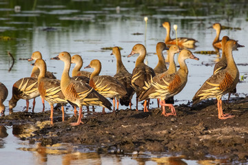 Group of Plumed whistling ducks in the warm evening light, Yellow Water, Kakadu National Park,...