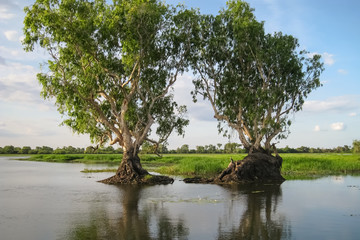 Evening mood with Paperbark trees reflecting in the glassy billabong, Yellow Water, Kakadu National Park, Australia