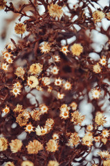 Dried flowers at snow background