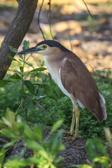 Close up of a Rufous night heron, Yellow Water, Kakadu National Park, Australia