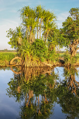 Morning mood with Pandanus palms reflecting in the glassy billabong, Yellow Water, Kakadu National Park, Australia